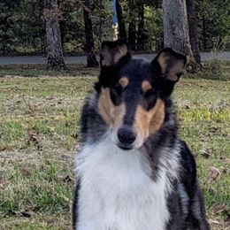 Logan - Collie