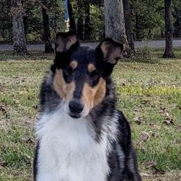 Logan - Collie