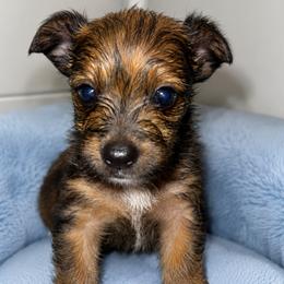 Boy 3 - Chocolate and tan male Yorkshire Terrier puppy in Bolton, Connecticut from Elle Yorkies