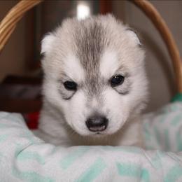 Clover - Gray and white female Siberian Husky puppy in Le Sueur, Minnesota from Tevana Siberians LLC
