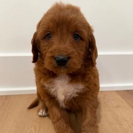 Murphy - Red  male Goldendoodle puppy in Auburn, Indiana from Martin’s Doodles