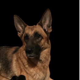 Molly - German Shepherd
