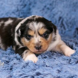 Australian Shepherd, Miniature American Shepherd, Miniature Australian Shepherd, and Toy Australian Shepherd Puppies from Painted Blue Aussies