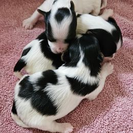 Biewer Terrier puppies from Mark Carfagno's Pups