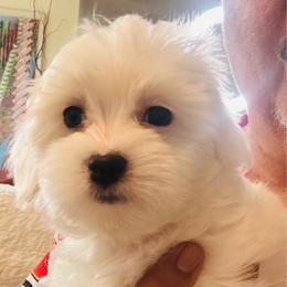Girl K 1 - White female Maltipoo puppy in Las Vegas, Nevada from Maltipoo_vegas