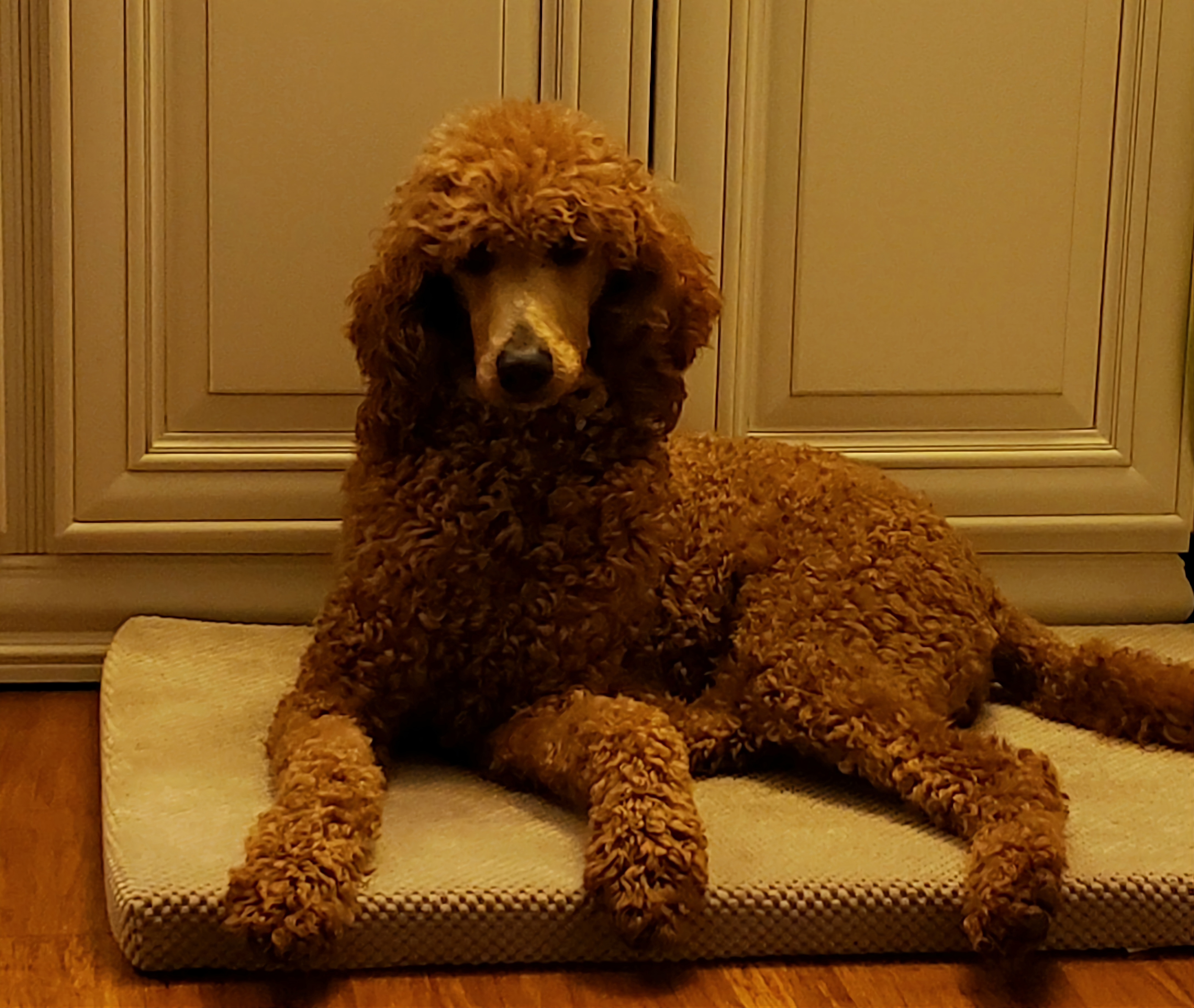 Autumn - Poodle