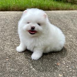 Ice - White male Pomeranian puppy in Hot Springs, Arkansas from Pomeranian Empire