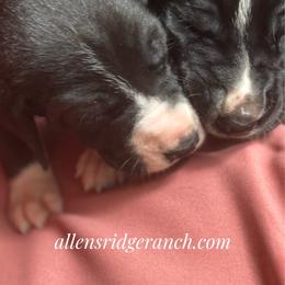 Black mantle velvet - Black and white female Great Dane puppy in Greenville, South Carolina from Allen’s Ridge Ranch