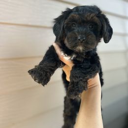 Goldendoodle and Yorkipoo Puppies from Annette Patterson