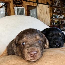 Australian Shepherd Puppies from McElroy Homestead Austrailian Shepherds