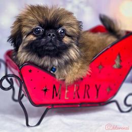 Grey blue collar - Gray sable male Pekingese puppy in Conroe, Texas from SFLK
