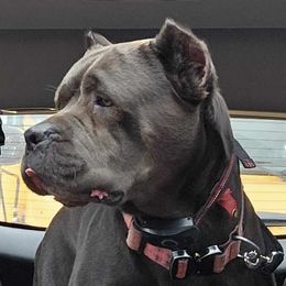 Delilah - Cane Corso