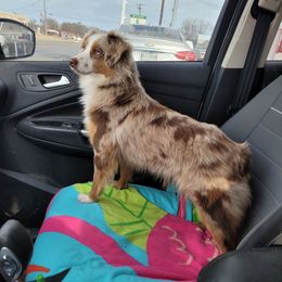 Katie - Miniature Australian Shepherd