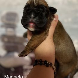 Boxer Puppies from Von Royal Dell’Infinite