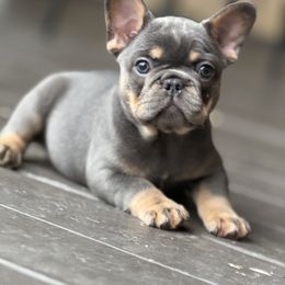 French Bulldog Puppies from Clay Acres Frenchies