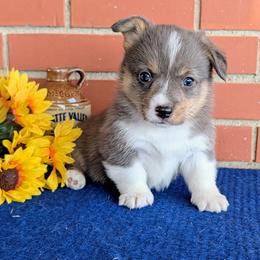 Bonnie - Blue merle and white female American Corgi puppy in Shawnee, Oklahoma from Sunray Ranch