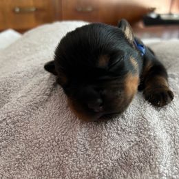 Rottweiler Puppies from Thistle Wild Rottweilers