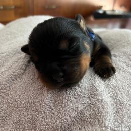 Rottweiler Puppies from Thistle Wild Rottweilers