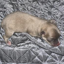 Pomeranian puppies from Lisas Pomeranians