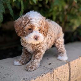Pink Collar Girl - Red  female Poodle puppy in Laveen, Arizona from Neely Family Poodles