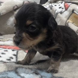 Hudson (sm blk an tan ) runt - Black and tan male Dachshund puppy in Wesley Chapel, Florida from Russell Lee Overton
