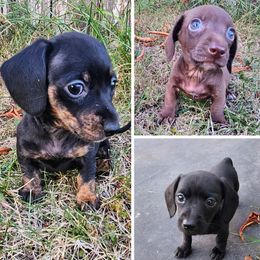 Dachshund puppies from Ivy Willow Dachshunds