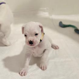 Girl 1 - White female Boxer puppy in Howey In The Hills, Florida from Bayla Belle & Blossom's Boxers