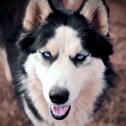 Treasure - Siberian Husky