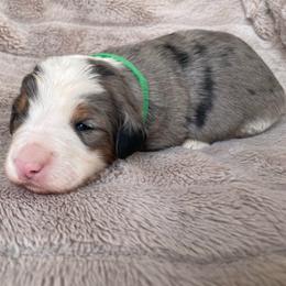 Jay - Blue merle male Bernedoodle puppy in Austin, Texas from Boutique Bernedoodles & Co.