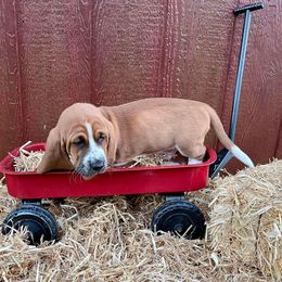 Basset Hound Puppies from Blessed Bassets