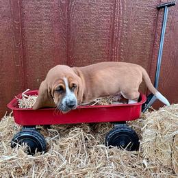 Basset Hound Puppies from Blessed Bassets