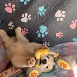 Siberian Husky Puppies from Canace Siberians