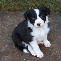 Jinx - Black and white female Border Collie puppy in Kalispell, Montana from North Fork Border Collies