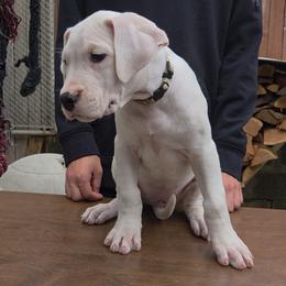 Girl 3 - White female Dogo Argentino puppy in Morgan Hill, Pennsylvania from De la Fuerza De Dios