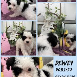 Dewey - Black & white male Maltipoo puppy in Wayland, New York from Loris Pampered Pooches💕