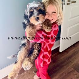 Bernedoodle Puppies from Deep Creek Doodles