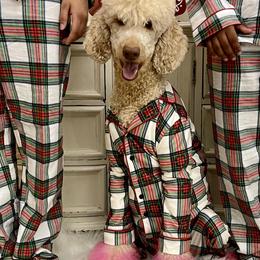 Poodles from Silks Poodles