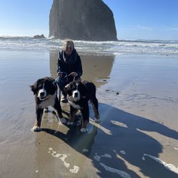 Bernese Mountain Dog All Grown Up from Black Forest Bernese