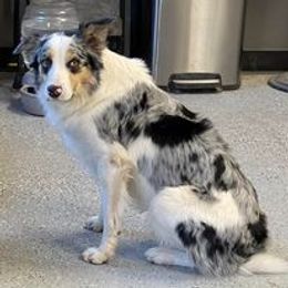 Buddy - Border Collie
