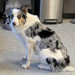 Buddy - Border Collie