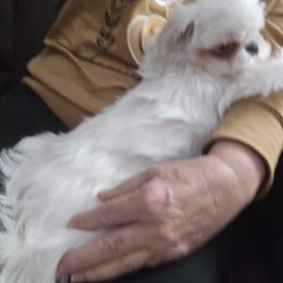 Matcha - White female Maltese puppy in Jacksonville, North Carolina from Grantham Maltese