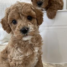 Cavapoo Puppies from SoCal Cavapoos