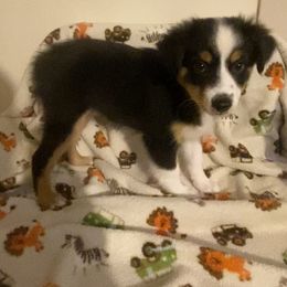 Miniature American Shepherd Puppies from Harbor View Mini American Shepherds