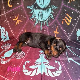 Pink - Black and rust female Doberman Pinscher puppy in Louisville, Kentucky from Ruiz Dobermans