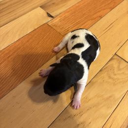 Rat Terrier Puppies from Rust Creek