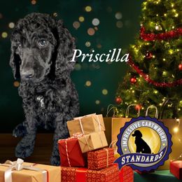 Mint - Priscilla - Poodle puppy from Impressive Cartwright Poodles