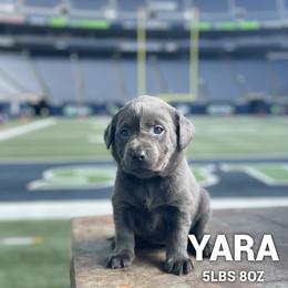 Yara - Charcoal female Dilute Retriever puppy in Puyallup, Washington from 12 Door Farm Labradors