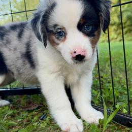 Buttons - Blue merle female Miniature Australian Shepherd puppy in Sandy Hook, Kentucky from RidgeTop Aussies