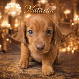 Natasha - Red female Dachshund puppy in New Caney, Texas from BouncinMiniWeenies