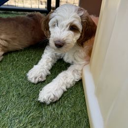 Bernedoodle and Goldendoodle Puppies from Colorado Springs Doodles